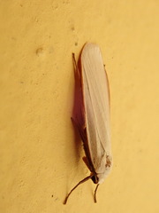 Arctiinae