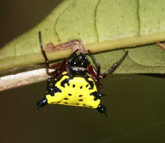 Gasteracanthinae