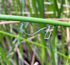 Lestes uncifer