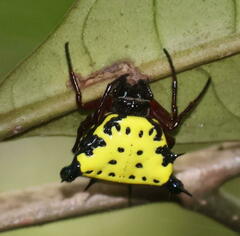Gasteracanthinae