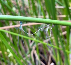 Lestes uncifer