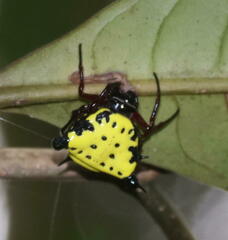 Gasteracanthinae