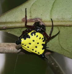 Gasteracanthinae