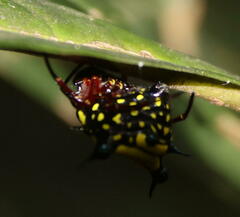 Gasteracanthinae