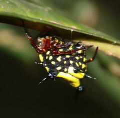 Gasteracanthinae