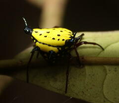 Gasteracanthinae