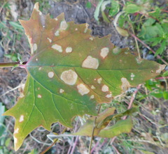 Chrysoesthia sexguttella