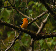 Pheucticus chrysopeplus