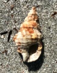 Cymatiella