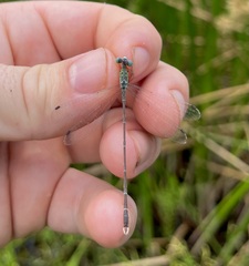 Lestes uncifer