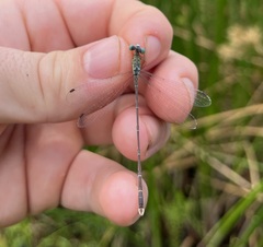 Lestes uncifer