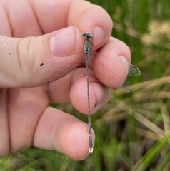 Lestes uncifer