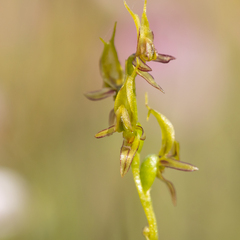 Prasophyllum gracile
