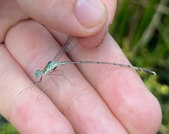 Lestes uncifer