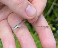 Lestes uncifer
