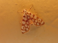 Obtusipalpis