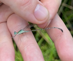 Lestes uncifer
