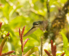 Lampornis viridipallens
