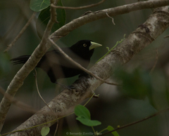 Amblycercus holosericeus