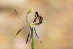 Caladenia barbarossa