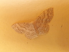 Geometridae