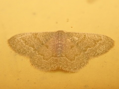 Geometridae