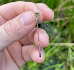 Lestes uncifer