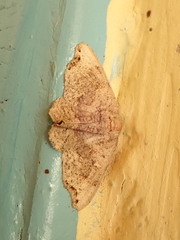 Geometridae