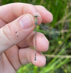 Lestes uncifer