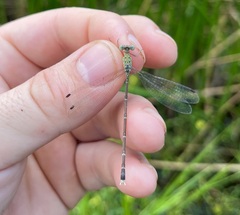Lestes uncifer