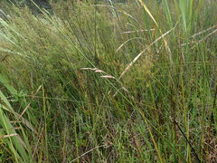 Anthoxanthum redolens