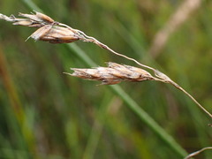 Anthoxanthum redolens