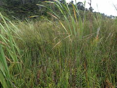 Anthoxanthum redolens