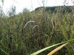 Anthoxanthum redolens