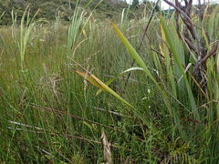 Anthoxanthum redolens