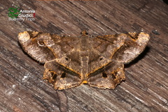 Chiasmia triangulata