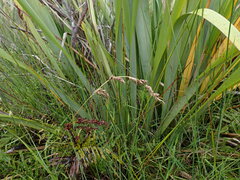 Anthoxanthum redolens