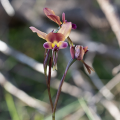 Diuris longifolia
