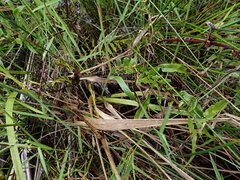 Anthoxanthum redolens