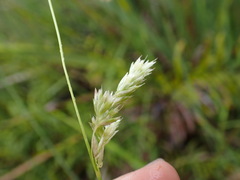 Anthoxanthum redolens