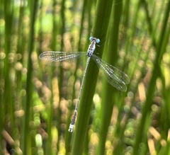 Lestes tridens