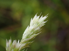 Anthoxanthum redolens