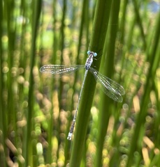 Lestes tridens