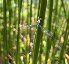Lestes tridens