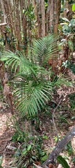 Archontophoenix cunninghamiana