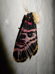 Capillamentum nigrofasciatum