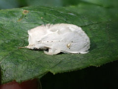 Naroma varipes