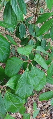 Neolitsea dealbata