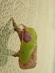 Latoia viridimixta
