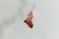 Endotricha mesenterialis